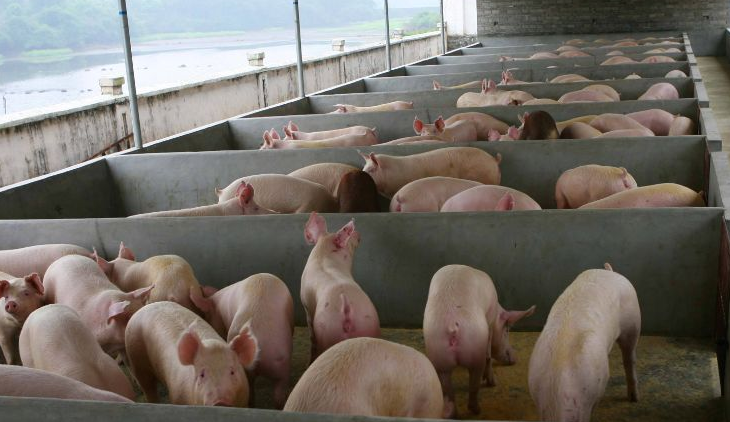 養(yǎng)豬場(chǎng)污水怎么處理比較好？-樂中環(huán)保