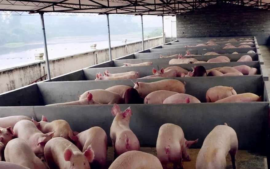 養(yǎng)豬污水處理設(shè)備包含哪些，教你選購適合的養(yǎng)殖污水處理設(shè)備